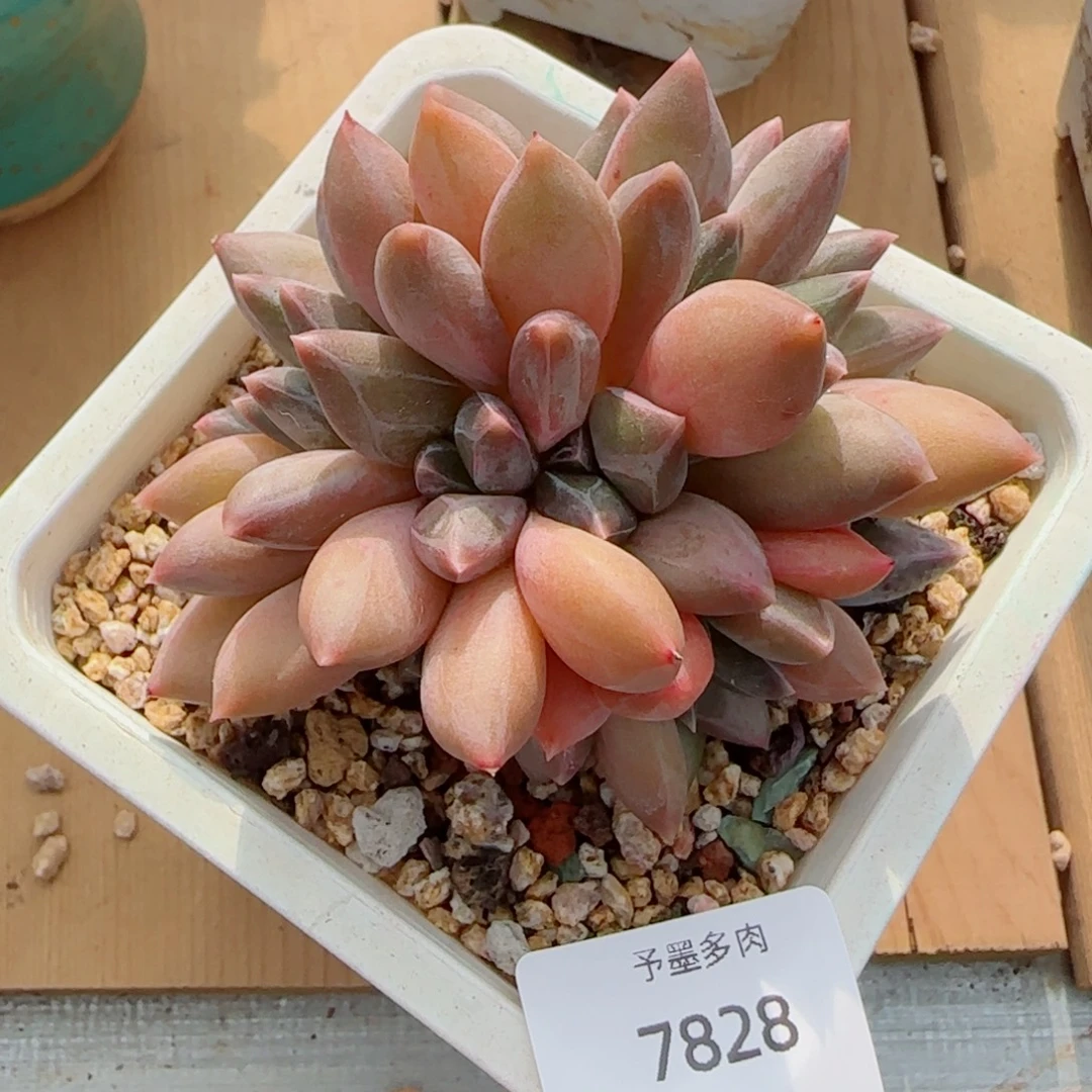 重楼缀化，7828多肉植物