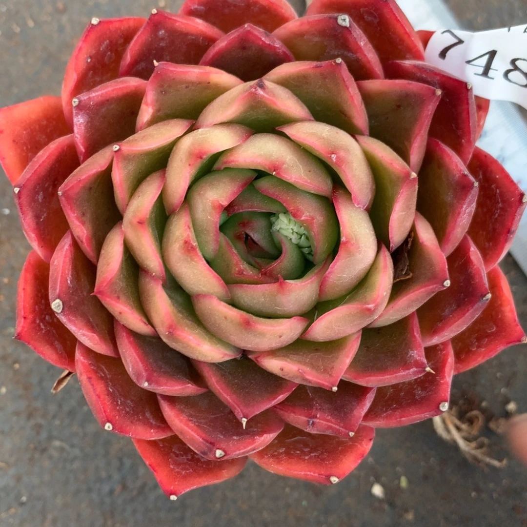 7486杂交多肉老桩