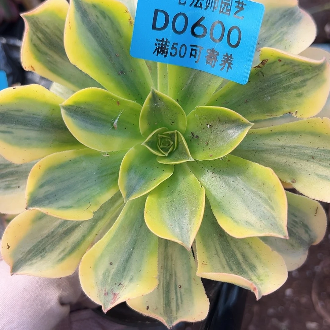 多肉植物多肉植物0600