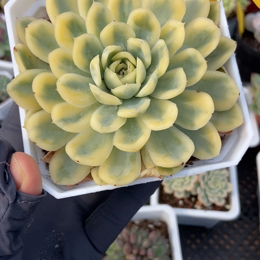 1938草莓冰锦多肉植物