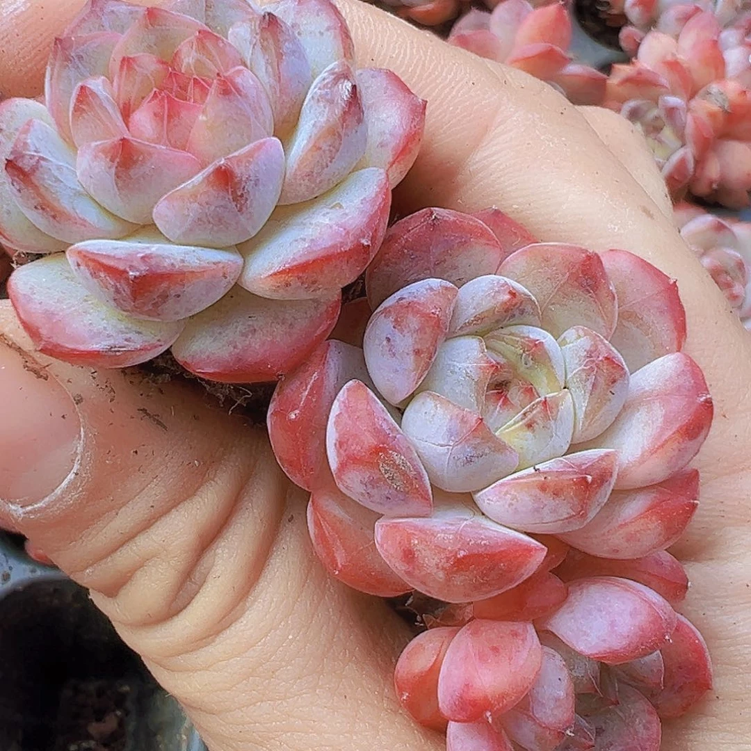 特葡珍妮5颗苗多肉