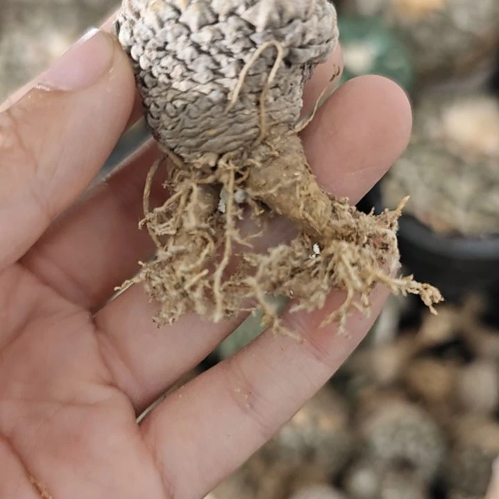 一物一拍，老家输入银牡丹！