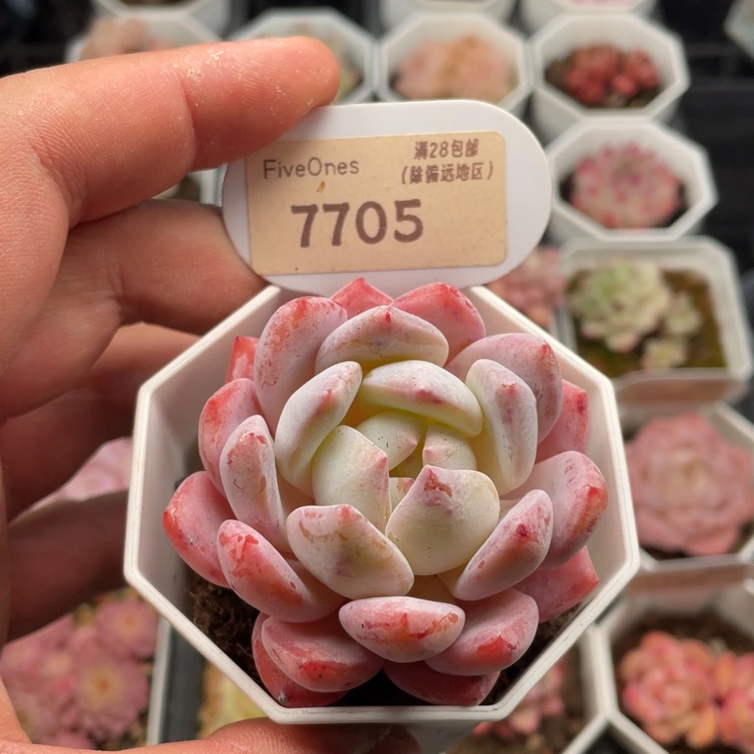 橙梦露7705-6厘米