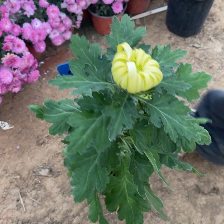 完全开放黄强大国华