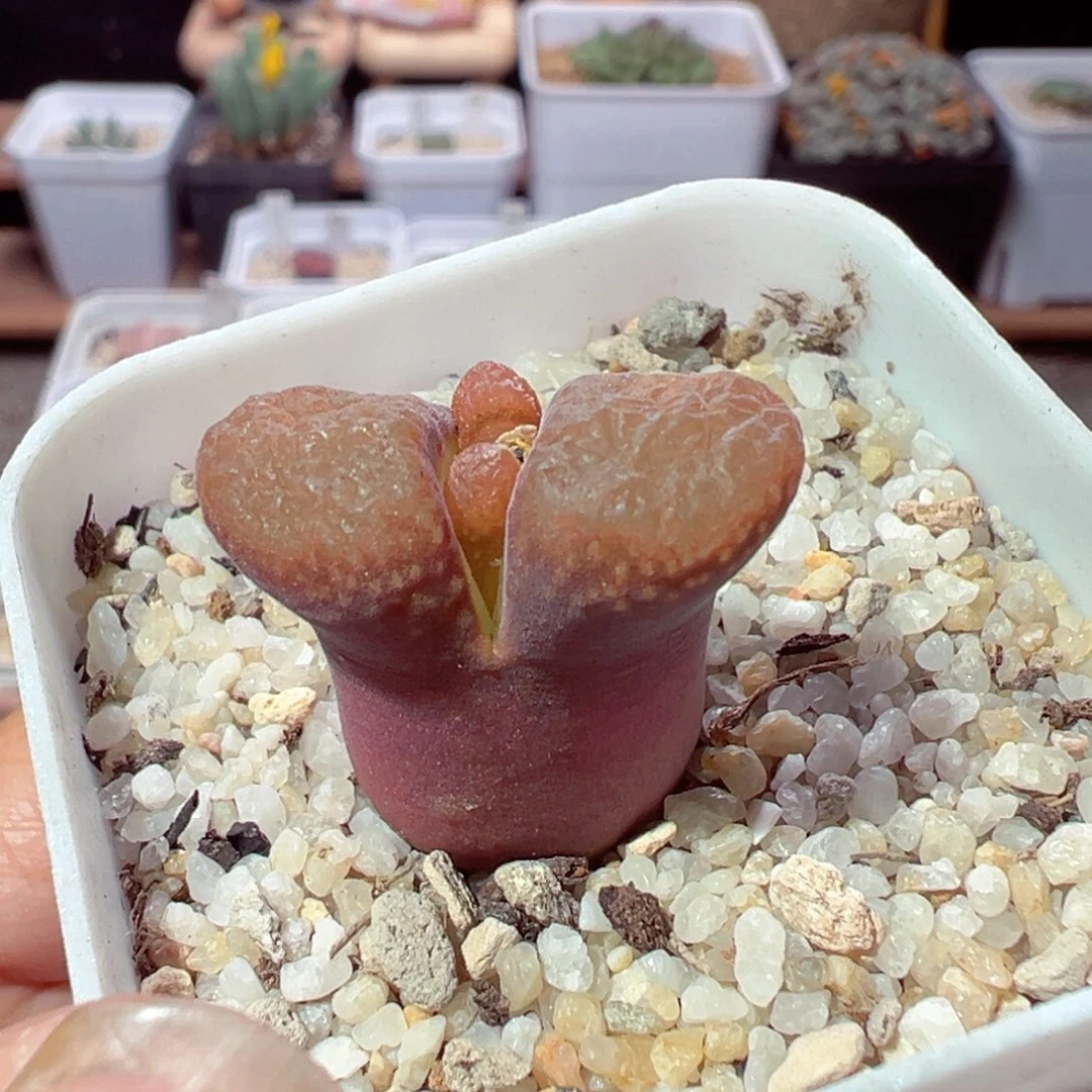 1205-811多肉多日橙蛋糕