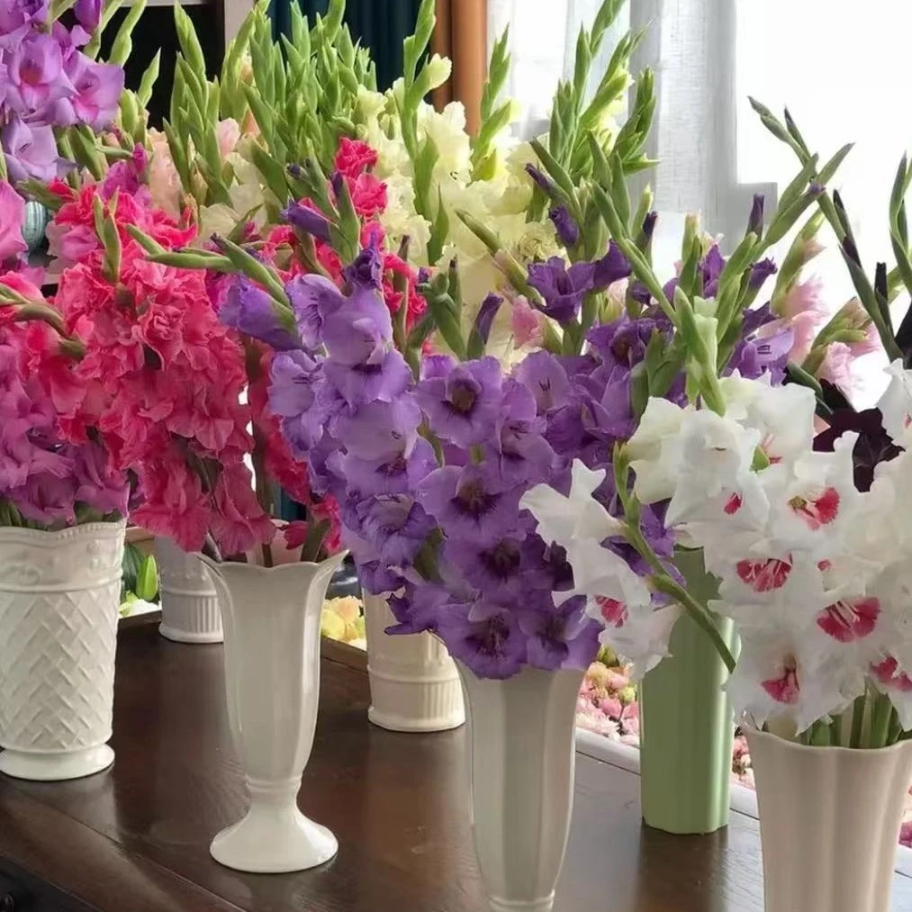 剑兰花  居家办公优选  东北基地发货