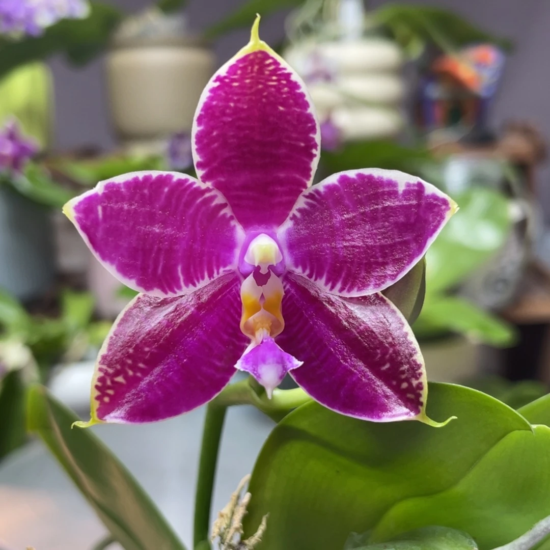 完全开放白虎交蓝豹，2.5杯开花株