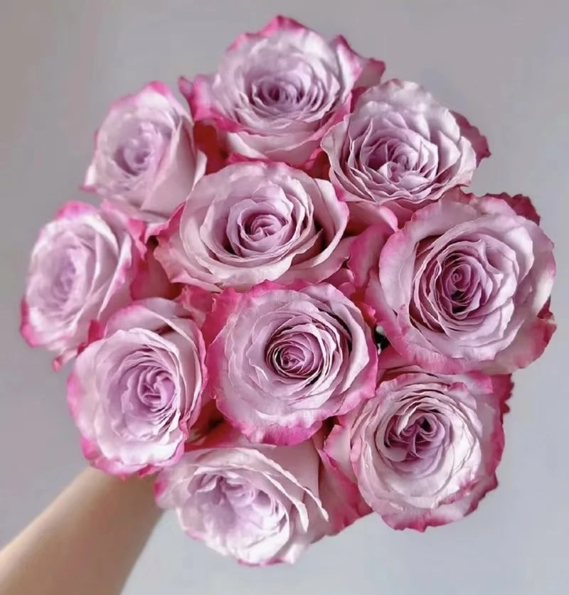 复色气场玫瑰40支