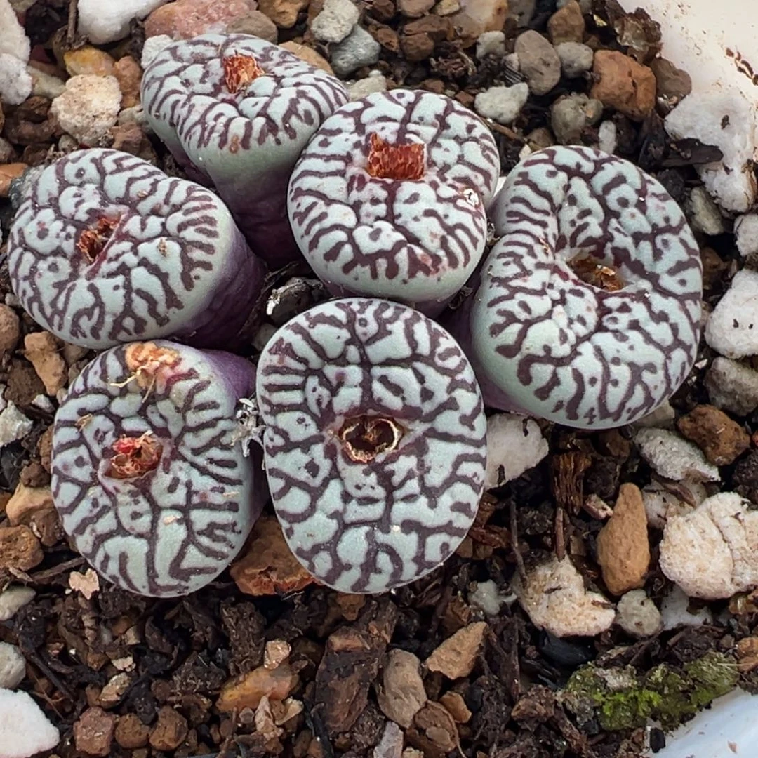 785多肉植物种类和