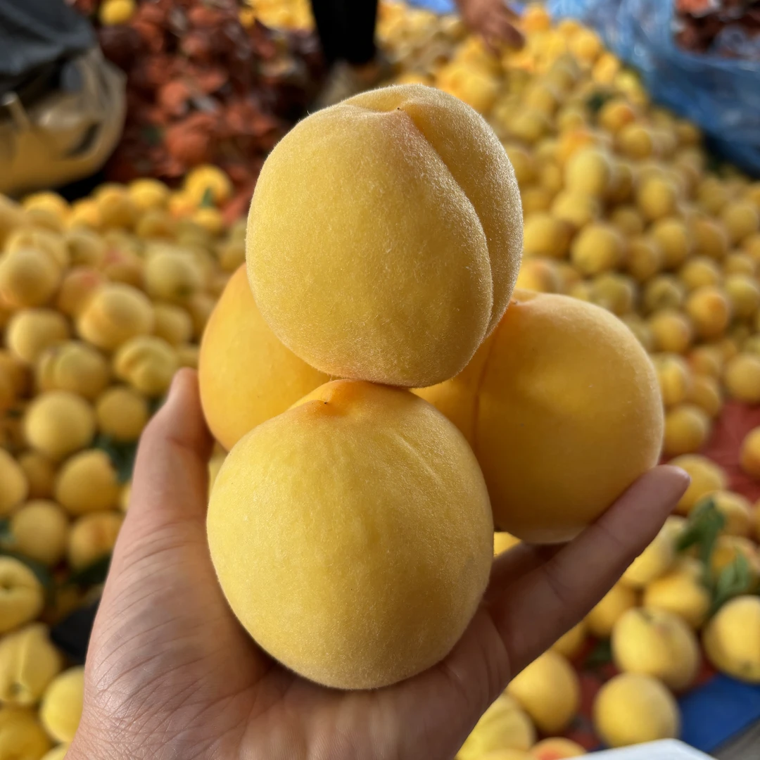 【顺丰包邮】头茬新鲜黄金蜜桃软糯脆甜毛桃当季应季水果纯甜无酸