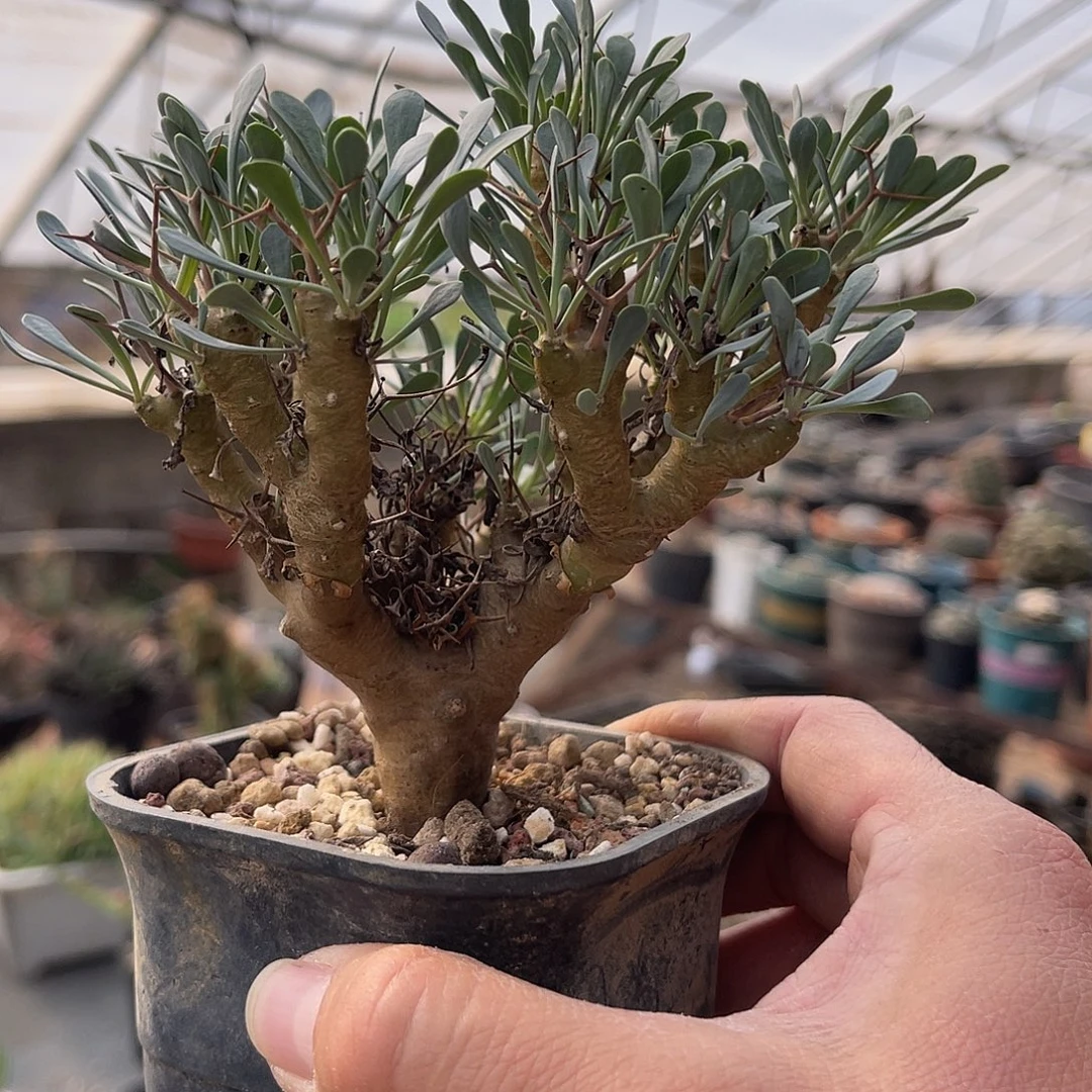 实生黑鬼殿一物一拍的