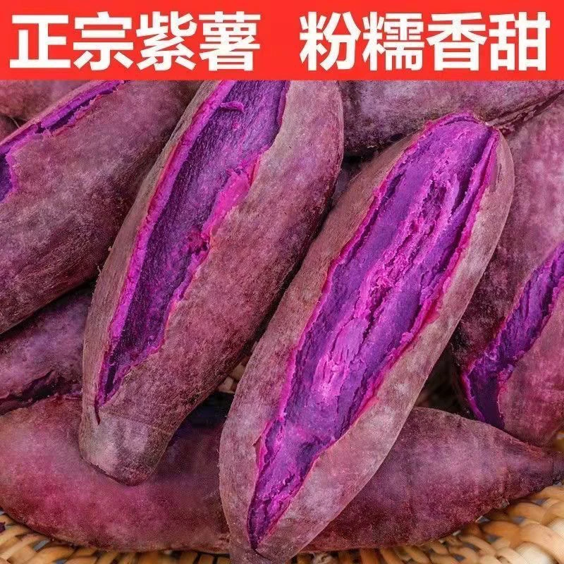 【紫薯高剪苗】原代脱毒紫薯秧苗红薯苗蜜薯地瓜苗富硒芽高剪哈密