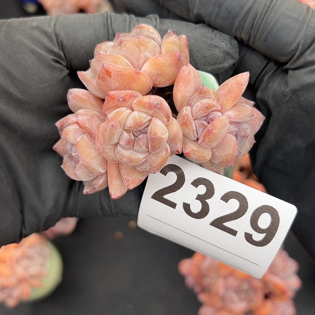 2329，五头星影带盆发的