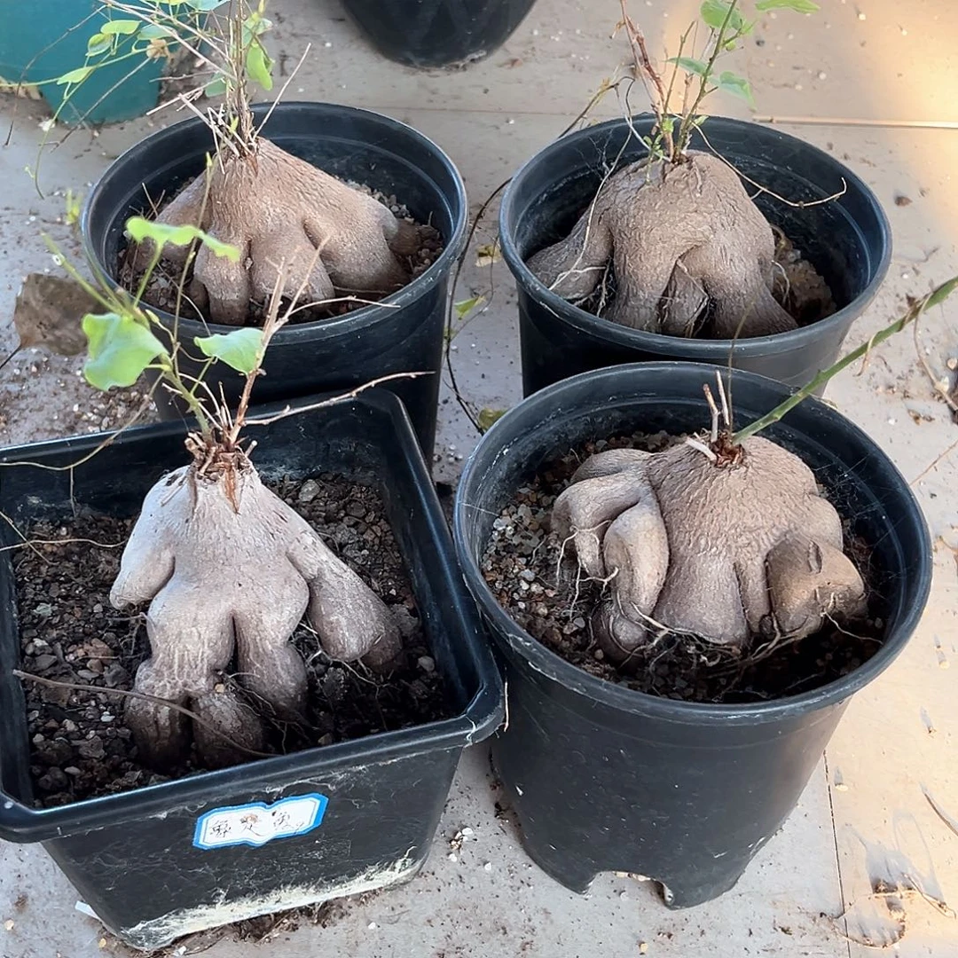 随***訫潮流植物4颗象足龟甲龙