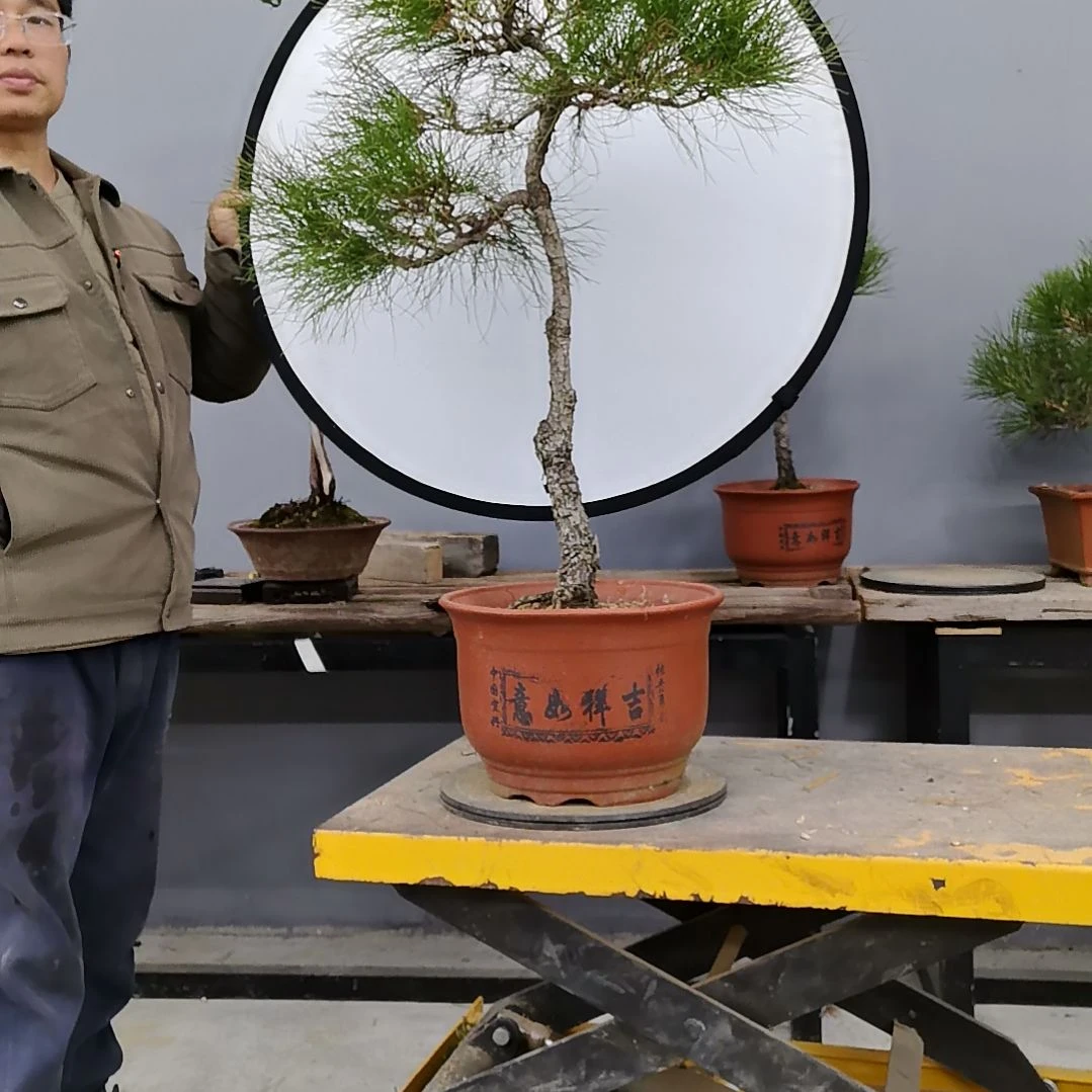 W***森无花朵黄山松盆景