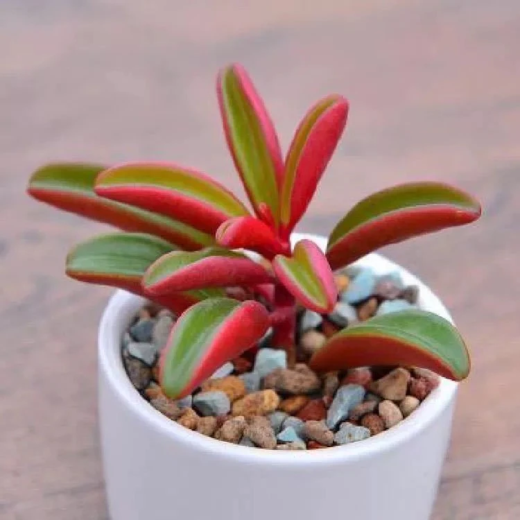 （凑满15包邮）稀有贵货单头红背椒草多肉 6cm育苗盆带盆栽好