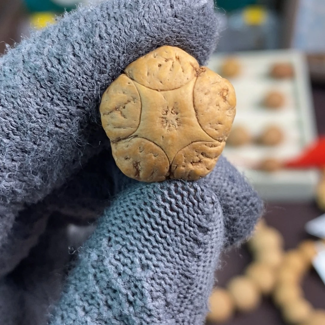 凤眼菩提吊坠19.3五星单颗