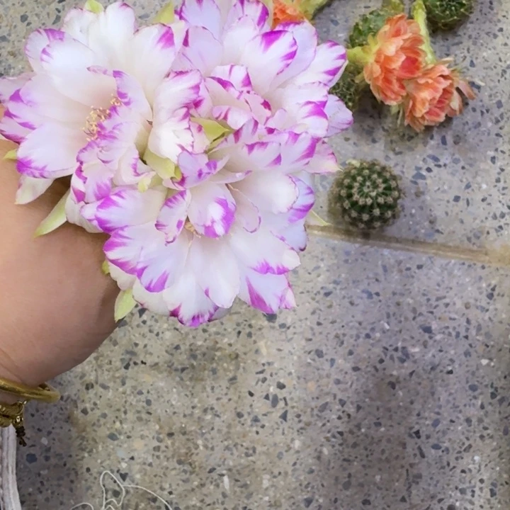 219丽花嫦娥歪无根侧牙3公分左右，20包邮