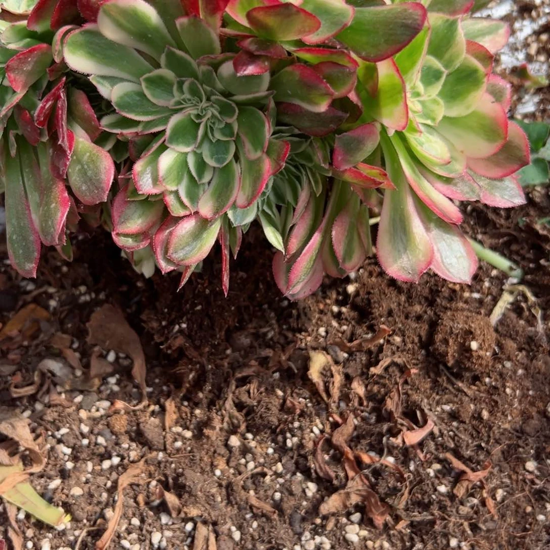 790 号多肉植物法师新年福利