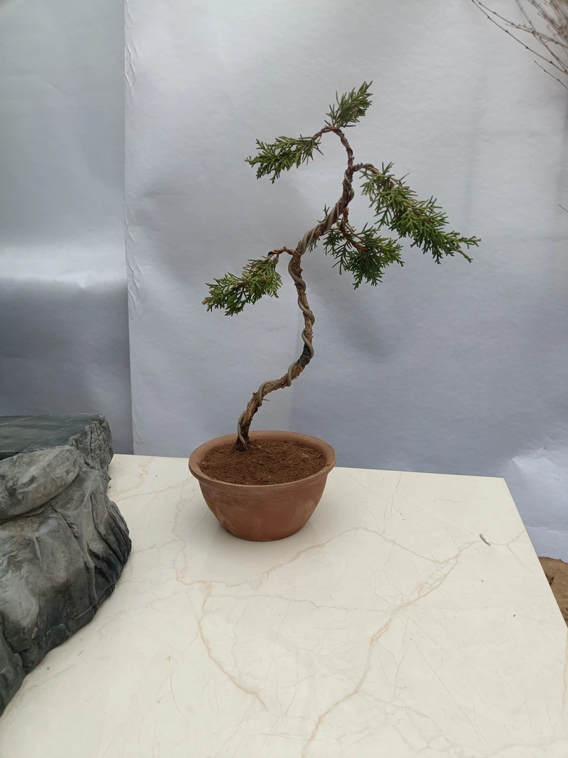 小盆景，适合茶室、阳台、办公桌！