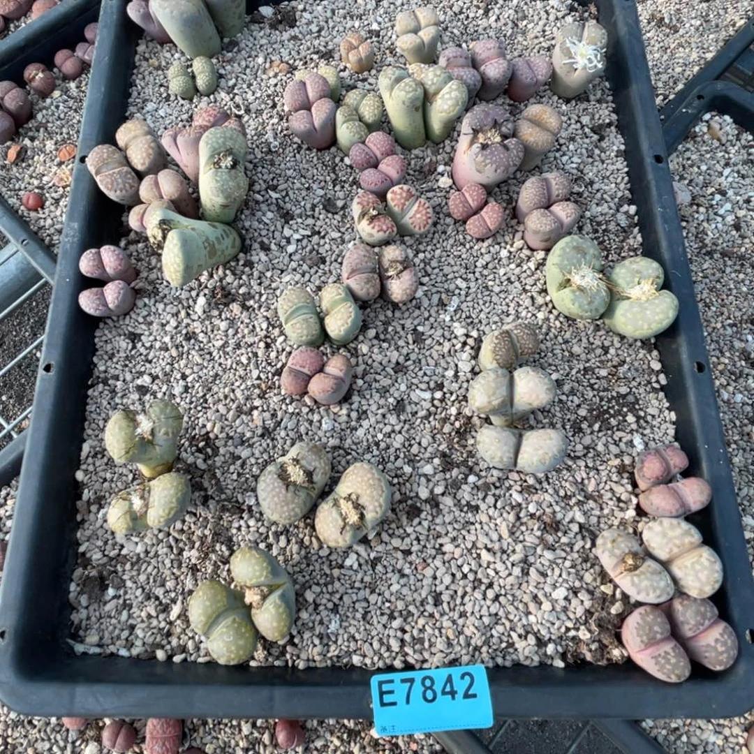 7842母本彩拼一筐不售后