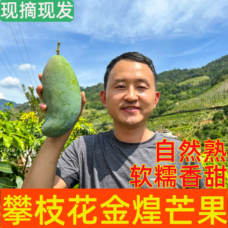 老树现摘攀枝花新鲜金煌芒果大青芒当季孕妇水果整箱甜心芒包邮