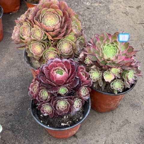 011多肉植物组合