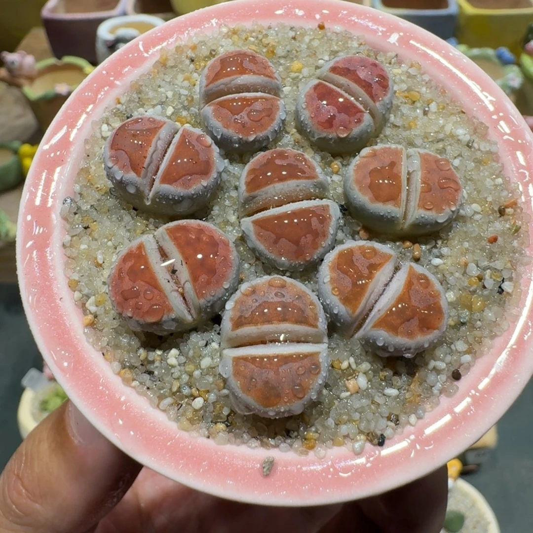 蘑菇1189冰橙多肉植物