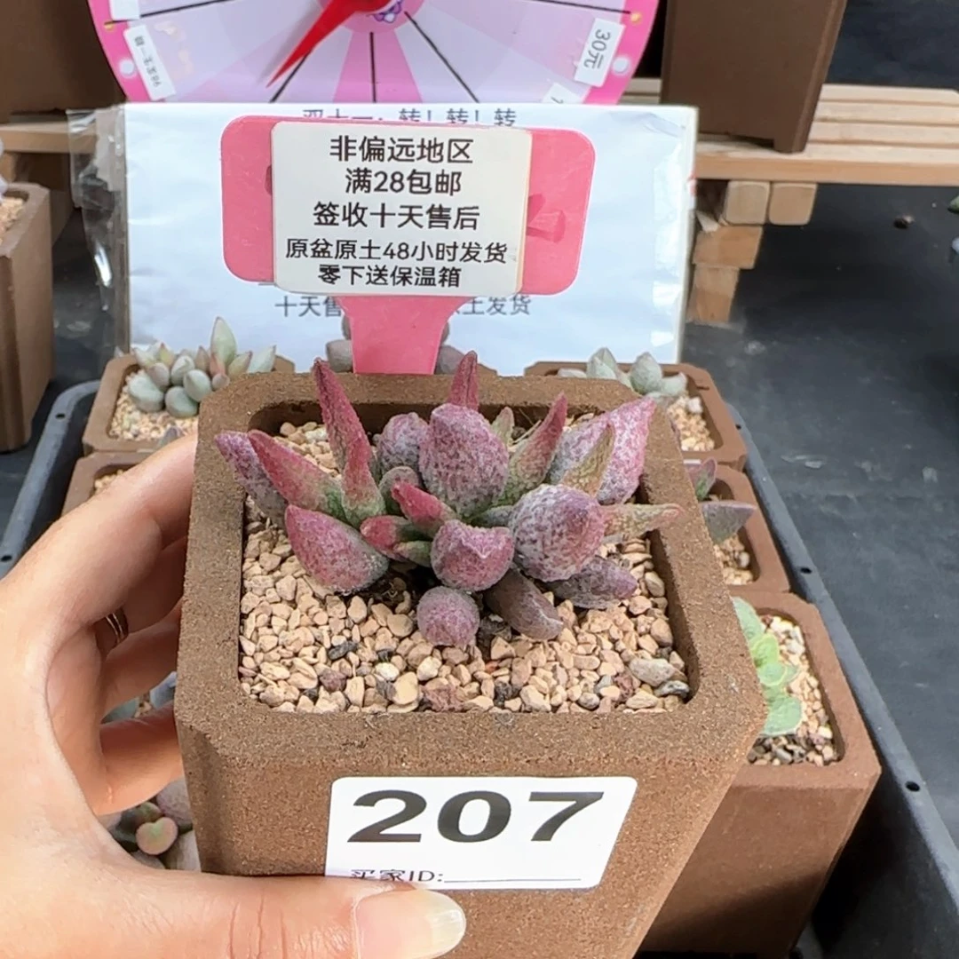 207猪尾巴多肉植物