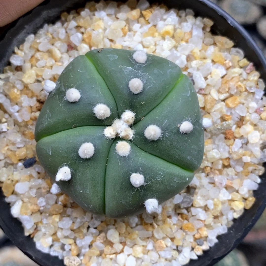 风**起仙人球的世界里没有