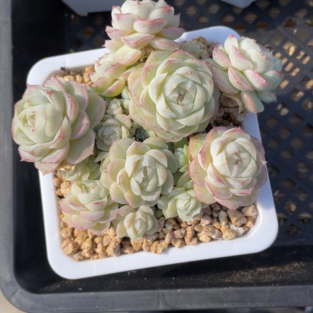 优选白底蕾丝边女王2909