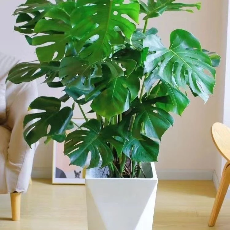 大叶龟背竹龟背竹绿植植物阳台卧室客厅办公室好养殖四季常青