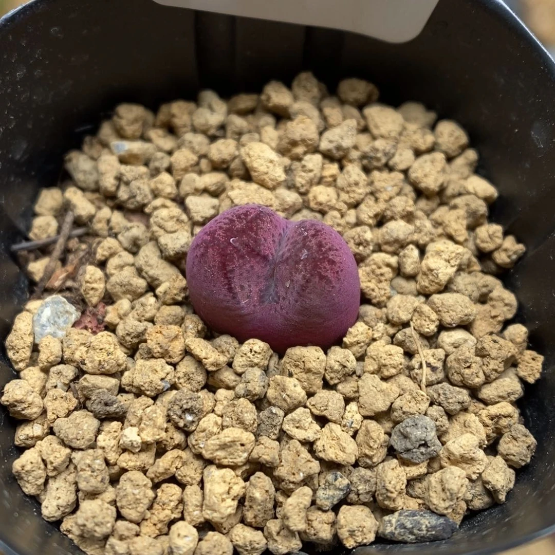 多肉植物肉锥杂交K-524