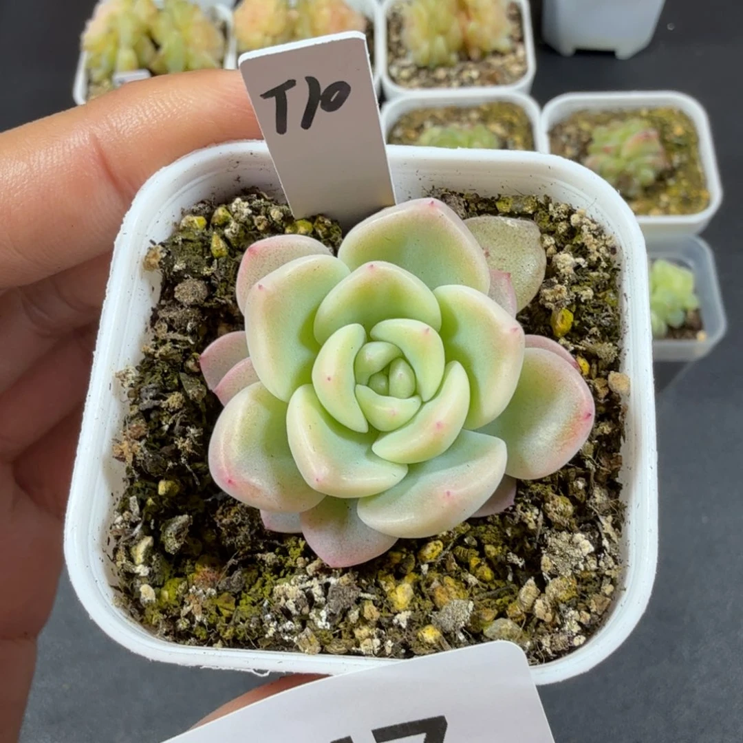 甜心10一物一拍047