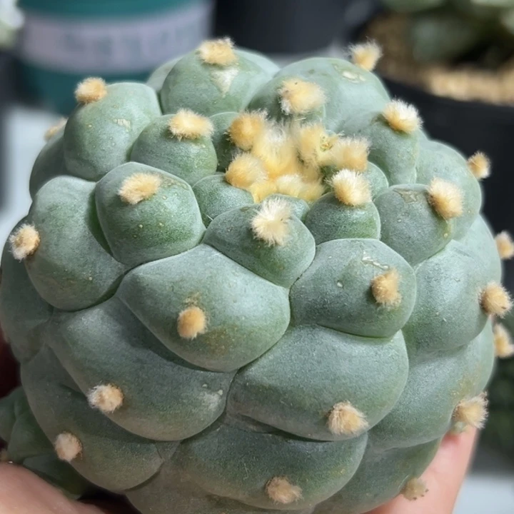 804 可帮发根可发货