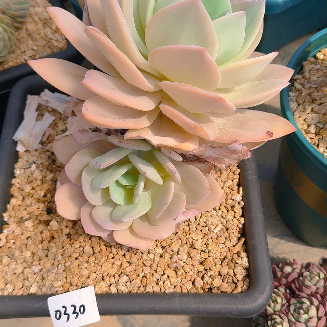 美*0330奶茶多肉植物