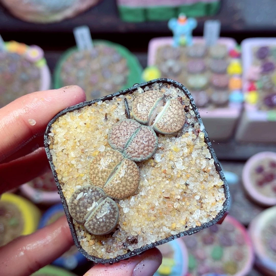 836生石花带盆发1