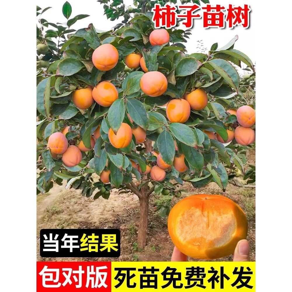 嫁接柿子树苗火晶柿子树南方北方种植柿子苗树地栽当年结果果树苗