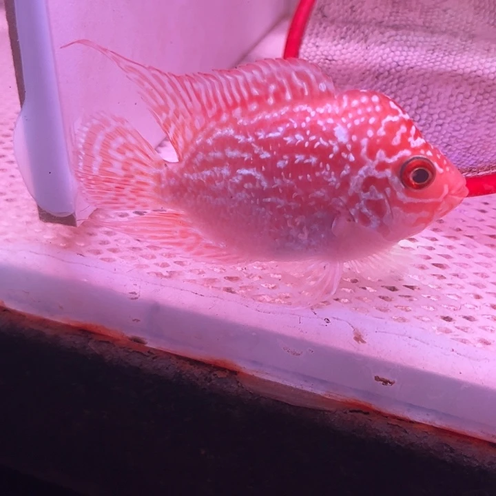 罗汉鱼金花火凤罗汉鱼