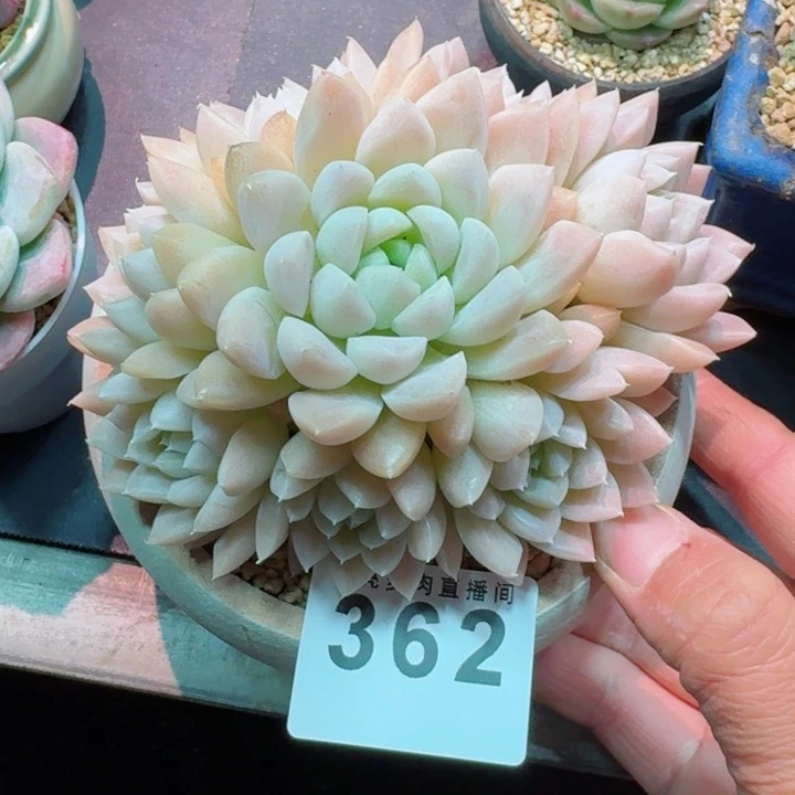 奶油美人         精控精养多肉植物