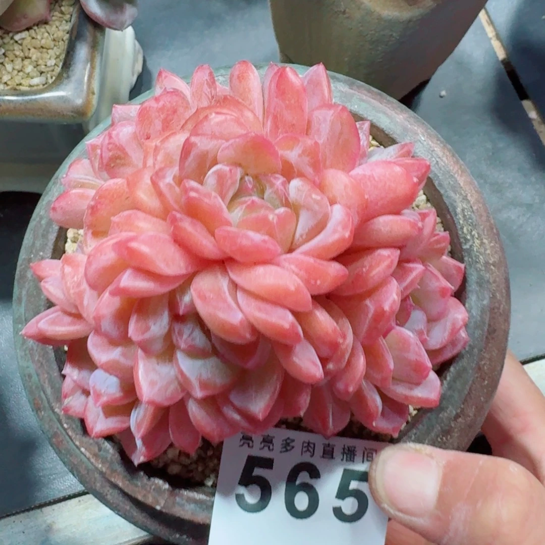 冰魄群生      愿你一路坦途，乘风破浪展宏图