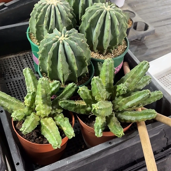 桃太郎随机一盆