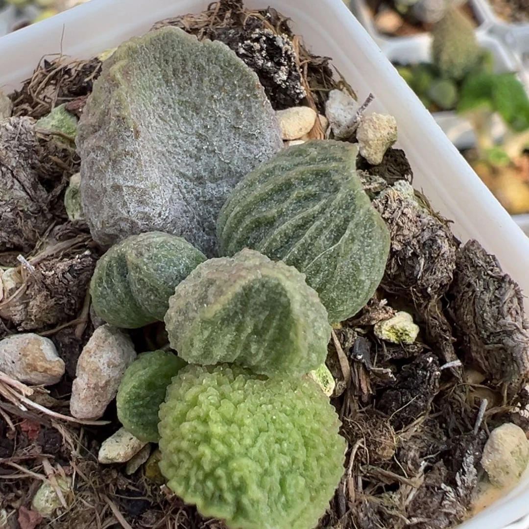 实生新品大苗多肉植物水泡