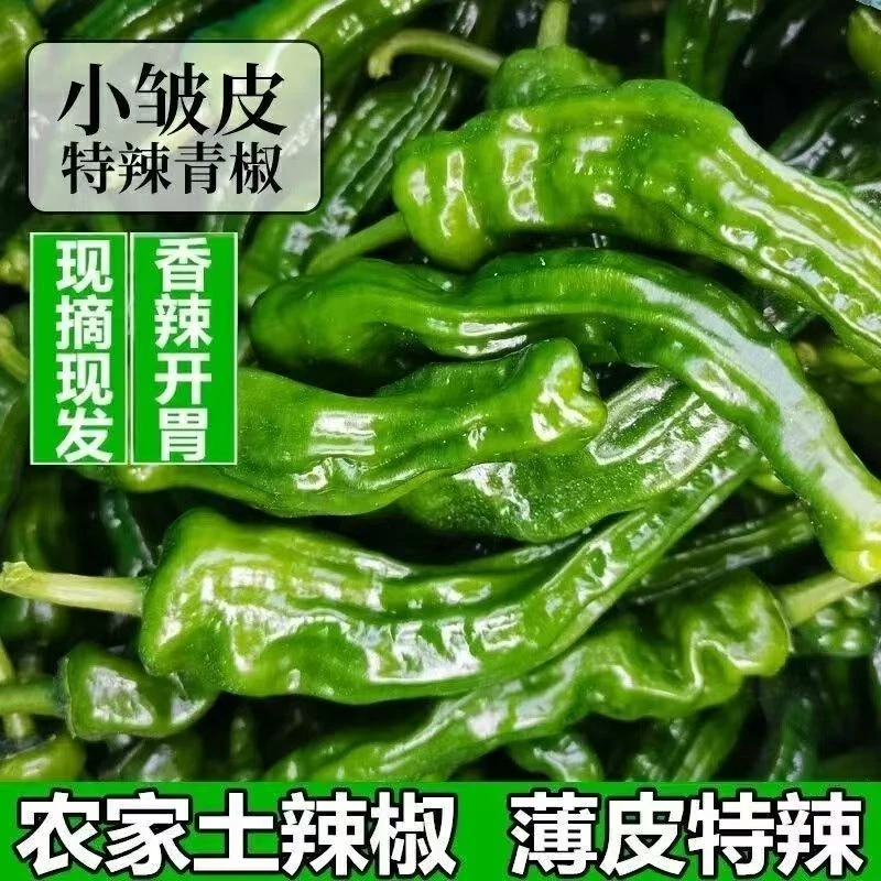 辣椒小皱皮薄皮青椒巨辣辣子鸡炒鸡专用蔬菜应季批发