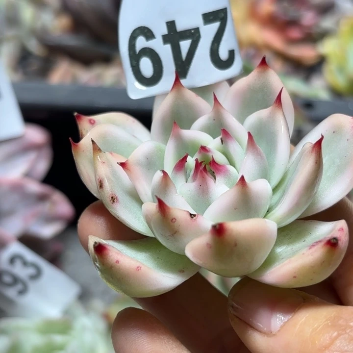 头盖锦多肉植物满18包邮当场凑单