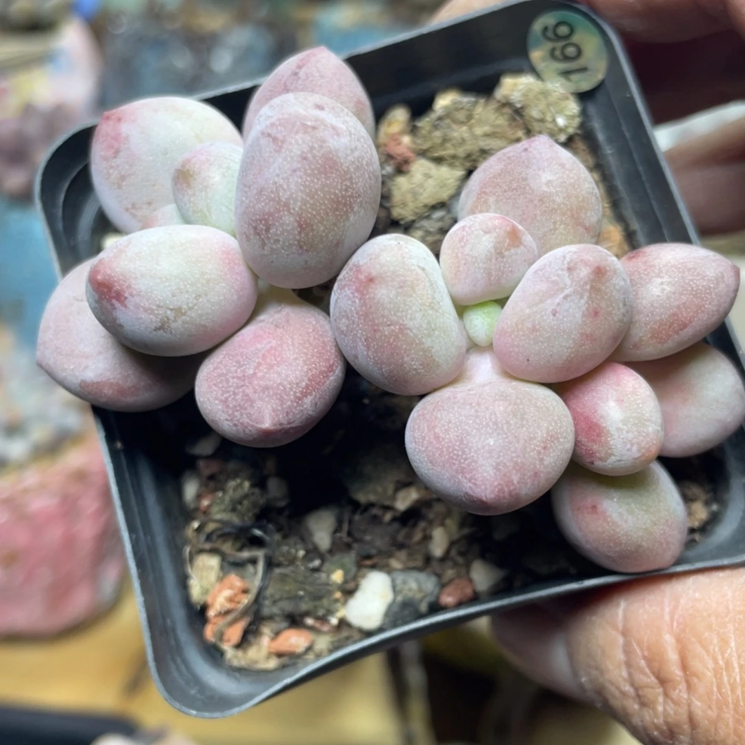 贵妃奶酪多肉植物