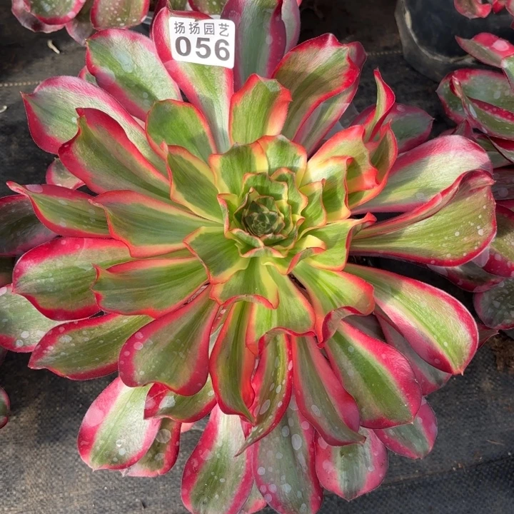 无花朵056多肉法师发货