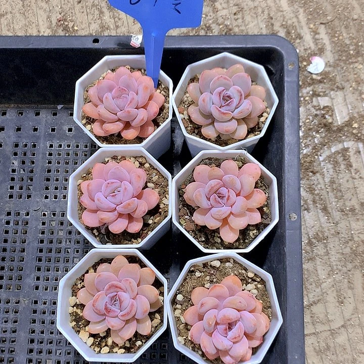 61号多肉植物园艺