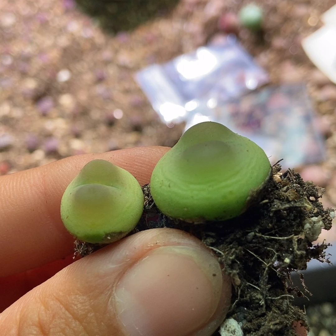 拉登两颗5年包邮