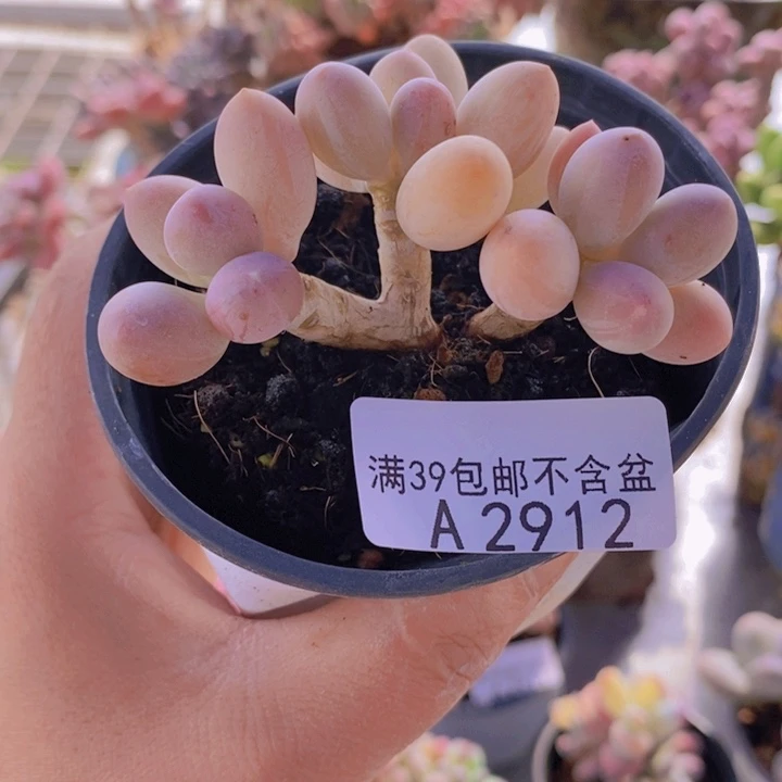 小***牙手指奶6cm2912多肉植物